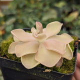 Pinguicula 'Pirouette' Butterwort