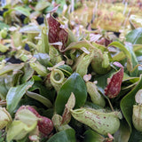 Nepenthes rafflesiana x ampullaria 'Black Miracle', CAR-0121