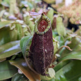 Nepenthes rafflesiana x ampullaria 'Black Miracle', CAR-0121