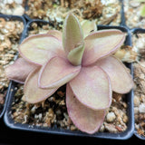 Pinguicula 'Razzberry Blonde' Butterwort