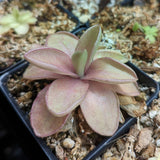 Pinguicula 'Razzberry Blonde' Butterwort