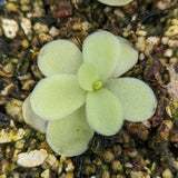 Pinguicula gigantea butterwort plant