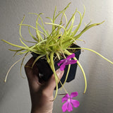 Pinguicula moctezumae Butterwort