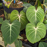 Philodendron gloriosum