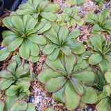 Pinguicula laueana CP2 x emarginata Butterwort