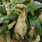 Nepenthes rafflesiana (JB x 'Thick Lip')-Seed Pod