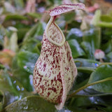 Nepenthes rafflesiana (JB x 'Thick Lip'), CAR-0368 Wholesale