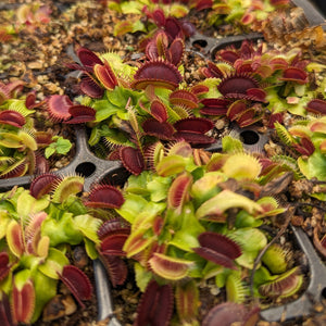 Venus Flytrap- Dionaea muscipula "Purple Ambush" Wholesale