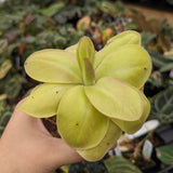 Pinguicula moranensis 'Superba' Butterwort