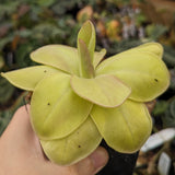 Pinguicula moranensis 'Superba' Butterwort