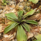 Pinguicula laueana CP2 x emarginata Butterwort