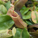 Nepenthes veitchii LL x (sumatrana x platychila), CAR-0251