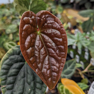 Anthurium crystallinum Dark x luxurians, CAR-0231