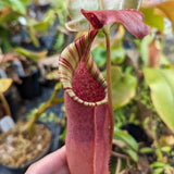 Nepenthes veitchii "Big Mama" x allardii-striped, CAR-0030