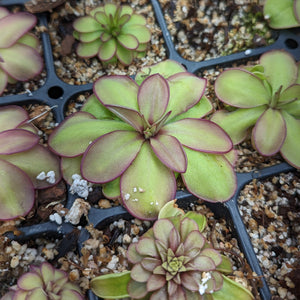 Pinguicula laueana CP2 x emarginata Butterwort