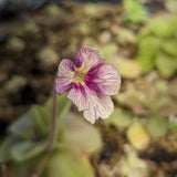 Pinguicula 'Razzberry Blonde' Butterwort