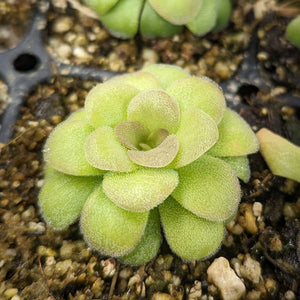 Pinguicula martinezii Butterwort