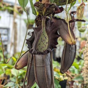 Nepenthes naga Dark