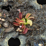 Venus Flytrap "Dente" (Dionaea muscipula)