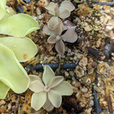 Pinguicula 'Pirouette' Butterwort Wholesale