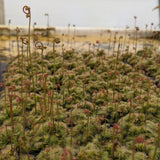 Drosera spatulata sundew