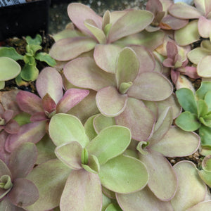 Pinguicula 'Razzberry Blonde' Butterwort