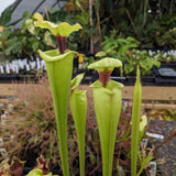 Sarracenia ( x 'Leah Wilkerson' ) x ( x 'Adrian Slack' )