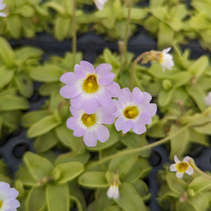 Pinguicula primuliflora, Primrose Butterwort, Southern Butterwort