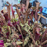 Sarracenia 'Juthatip Soper' Wholesale