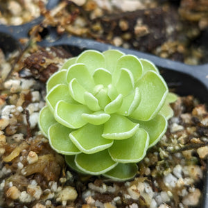 Pinguicula esseriana Mexican butterwort plant