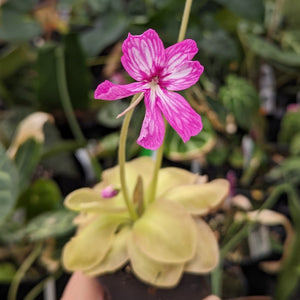 Pinguicula moranensis 'Superba' Butterwort