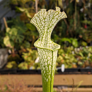 Sarracenia leucophylla, Washington Co, AL