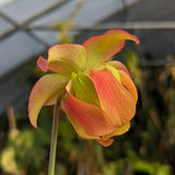 Sarracenia leucophylla