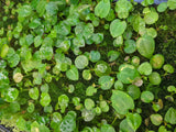 Anthurium forgetii