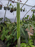 Amorphophallus titanum, Corpse Flower, Corpse Plant