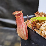 Nepenthes ventricosa JB x (sibuyanensis x ventricosa) BE, CAR-0322