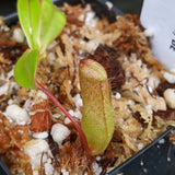 Nepenthes ventricosa JB x (sibuyanensis x ventricosa) BE, CAR-0322