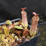 Nepenthes gracilis, BE-4060