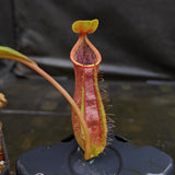 Nepenthes smilesii Dalata x adrianii, CAR-0324