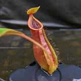 Nepenthes smilesii Dalata x adrianii, CAR-0324