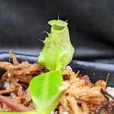 Nepenthes smilesii Dalata x adrianii, CAR-0324