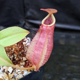 Nepenthes smilesii Dalata x adrianii, CAR-0324