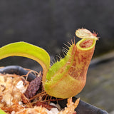 Nepenthes smilesii Dalata x adrianii, CAR-0324