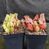 Sarracenia purpurea ssp. venosa "Red" Wholesale