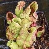 Sarracenia purpurea ssp. venosa "Red" Wholesale