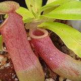 Nepenthes ventricosa JB x (ventricosa x hamata), CAR-0323