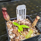 Nepenthes hamata, Gunung Lumut Wistuba