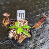 Nepenthes hamata, Gunung Lumut Wistuba