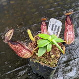 Nepenthes hamata, Gunung Lumut Wistuba