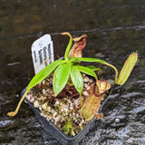 Nepenthes hamata, Gunung Lumut Wistuba